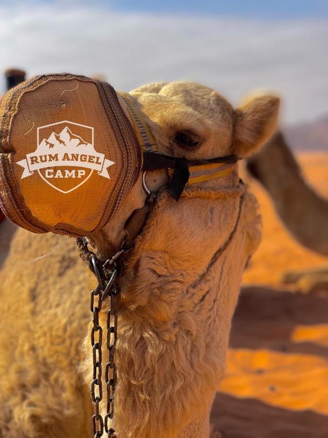 Rum Angel Camp Wadi Rum Eksteriør bilde